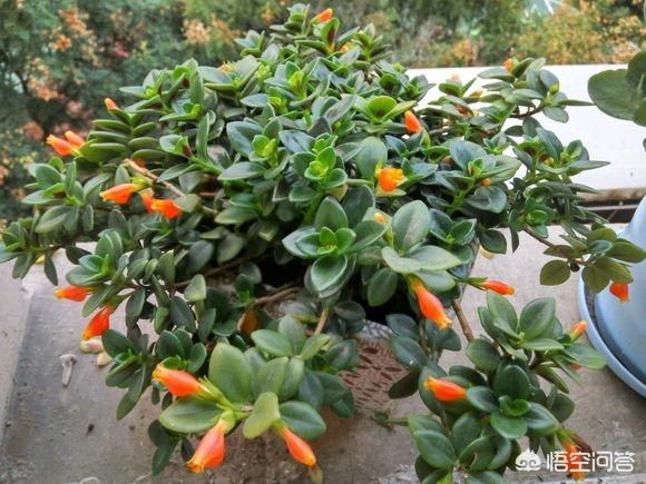 花卉图片大全吊竹梅:兰花通风那么重要，为什么感觉很少人用吊盆养呢？