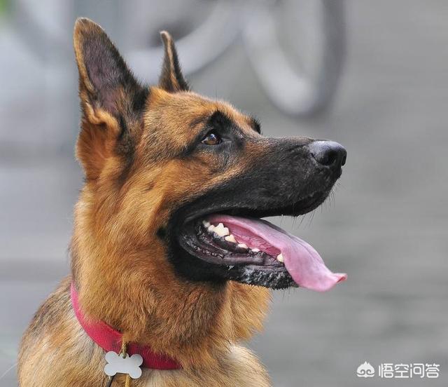 牧羊犬吃什么:德牧吃什么能使骨架变大？