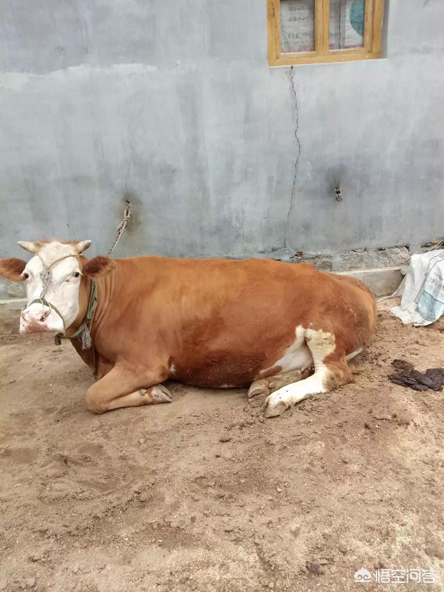 梦见母牛生了两个小牛犊,牛生双胞胎的概率是多少?怎样养好牛呢?