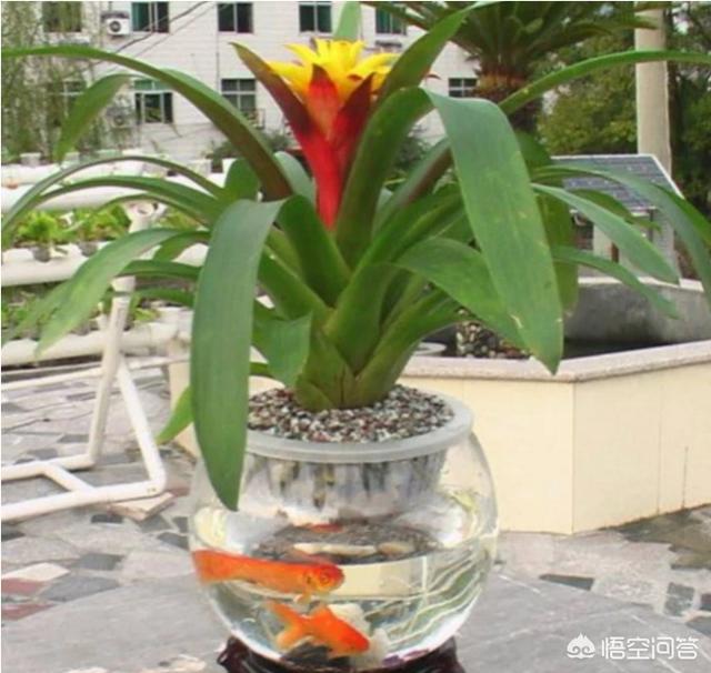 家中的水培植物该怎么转变为土培？有哪些注意事项？