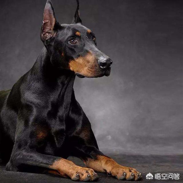 石家庄警犬图片:有些田园犬和警犬一样聪明，为什么不能成为警犬？