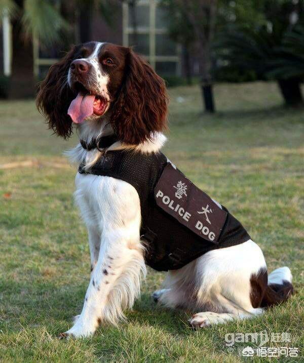 卡通警犬图片:《一拳超人》动漫中，S级英雄警犬侠有多强？