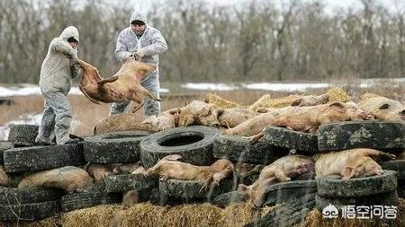 生猪养殖企业的难点，有人认为，目前进入生猪养殖行业是一个难得的机遇，真的是这样吗