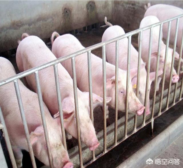 猪传染性胃肠炎:猪传染性胃肠炎和流行性腹泻怎么治疗 猪传染性胃肠炎时候，打针死亡更快是怎么回事？