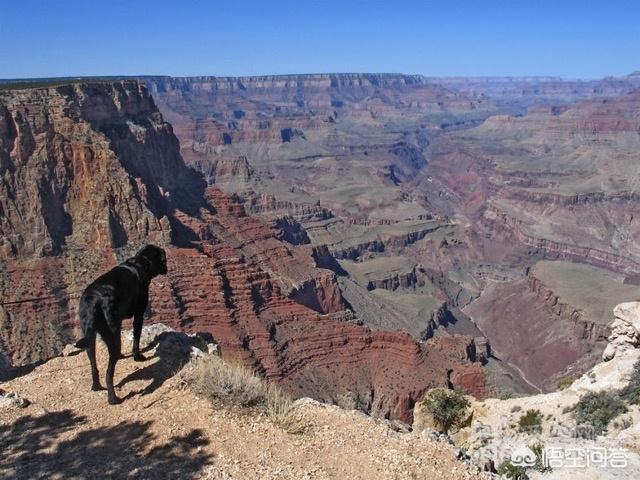 武汉罗威纳犬舍:有哪些带宠物远行的经历可以分享一下？