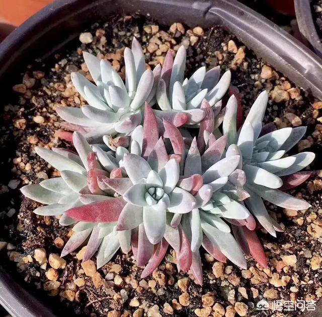 多肉植物怎么种植教程,多肉植物到底该如何养殖呢？