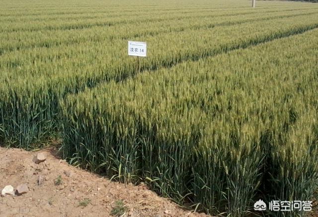 甲哌鎓的作用，如何有效的提高小麦亩产量？