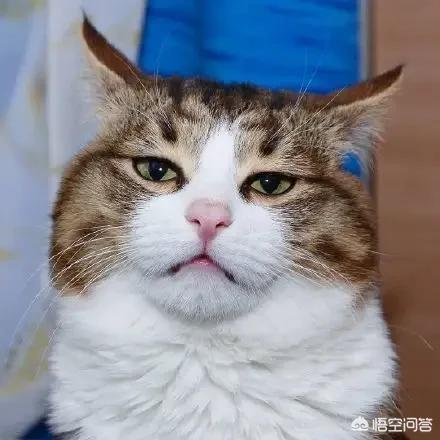 超萌猫咪动态图片:为什么有些人很喜欢养猫？