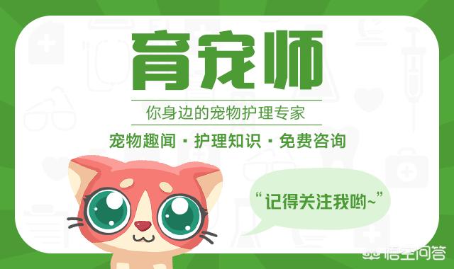 宠儿香多糖免疫膏:如何快速提高狗狗自身的抵抗力？