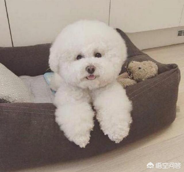 可爱的比熊犬图片:怎么判断比熊犬是否纯种？