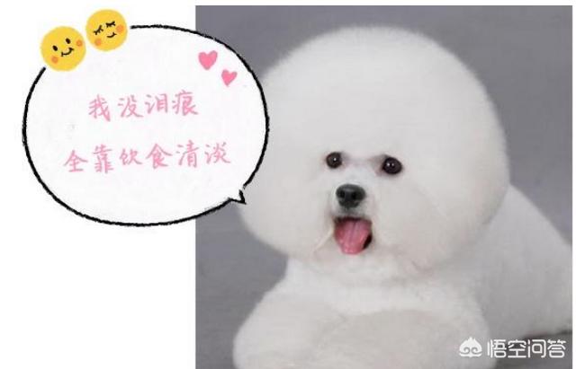 小比熊犬图片:养比熊犬的必备小技能，有哪些？