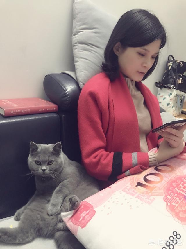 村里楼房养猫注意事项:租房可以养猫吗，猫难养吗？