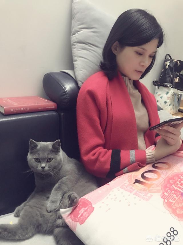 冬天养猫注意事项:如何让猫咪温暖舒适的过冬？