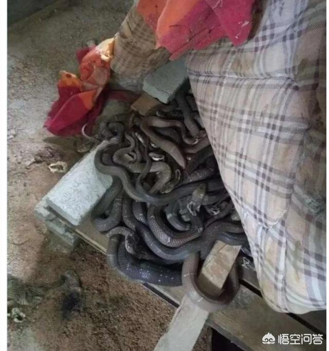 你们当地农村有靠养殖发家的吗？养殖什么前景较好？