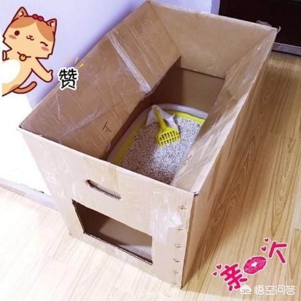 公猫为什么带小猫回家:家猫带外面猫回家是什么原因？