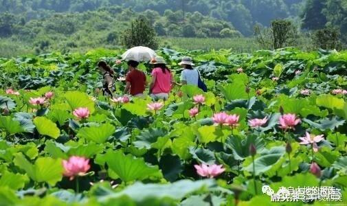 藕是莲的茎还是根:藕是莲花的根，还是荷花的根呢？