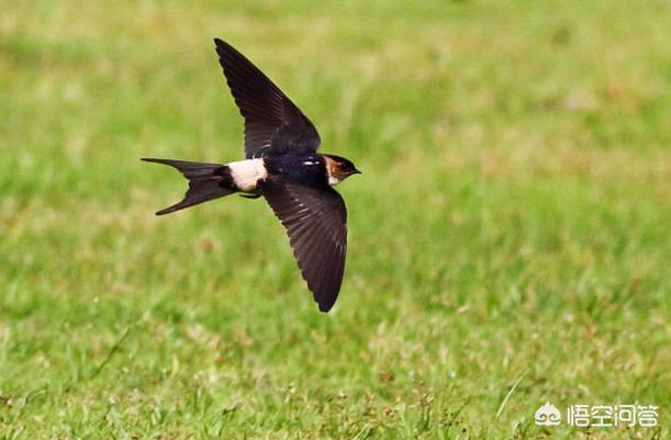 农村老人说燕子迁徙都是在晚上,这是真的吗?晚上燕子能看得见吗?-图11
