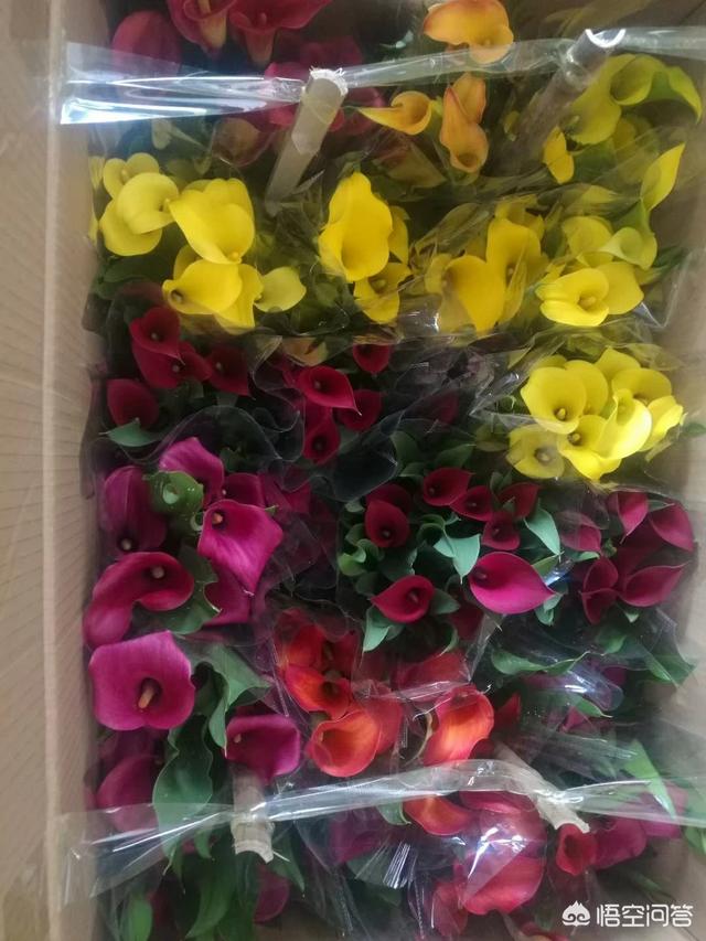 彩色马蹄莲花后处理:马蹄莲还没开花就蔫了，是怎么回事？