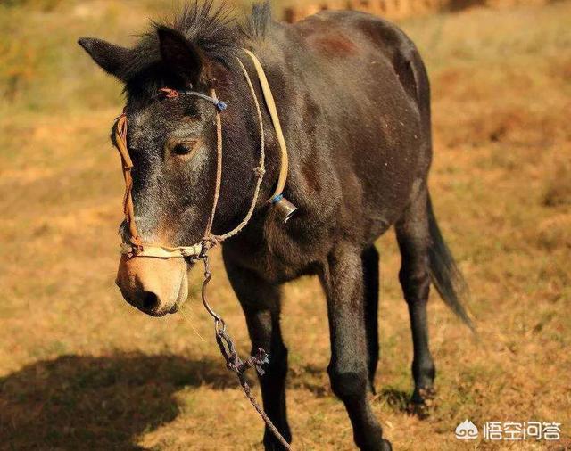 骡子为什么不能繁殖后代，什么是生殖隔离为什么马和驴生下的骡子不能生育后代