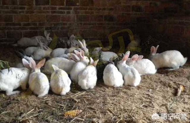 獭兔最新价格:农村养殖兔子目前有没有发展前景？销路怎么样？多少钱？