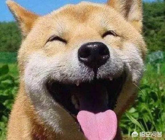 日本柴犬图片:生活中的柴犬有表情包上的漂亮吗？
