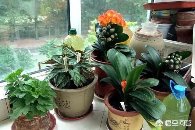哪些植物能够在室内过冬？