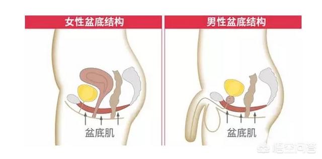 盆底肌松弛需要锻炼还是看医生