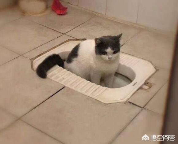 为什么猫咪能像液体:猫咪为什么总喜欢喝马桶里的水？