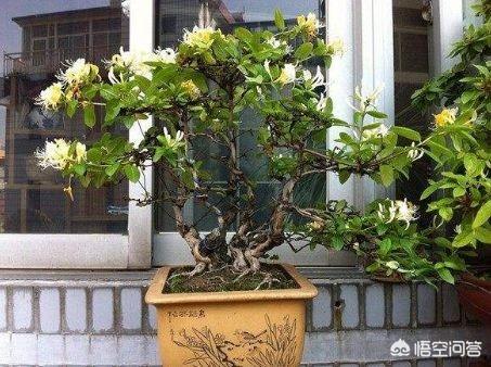 黄刺玫的养护方式:蔷薇的养护方法，蔷薇怎么养？