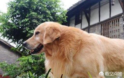怎么训练狗把你当主人:如何判断金毛是否把你当主人？ 怎么训练狗认主人