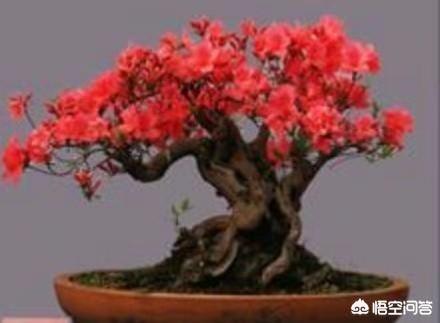 杜鹃花夏天怎么养护:杜鹃花后怎么养护 夏天怎样种植下山庄杜鹃？