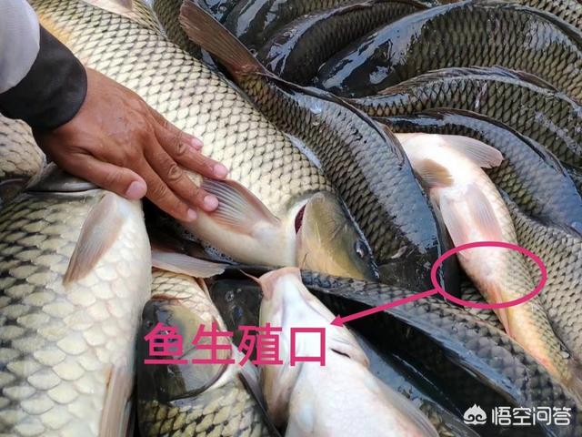 斑马贝公鱼和母鱼打架吗:农村老人说买鲤鱼要买公鲤鱼，鲤鱼如何区分公母？