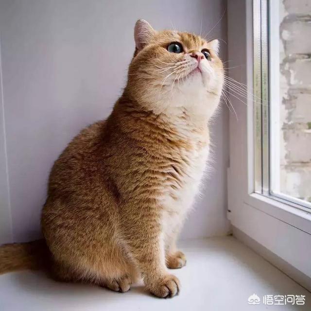 马恩岛猫问答:猫咪之中，哪些猫寿命最短？ 马恩岛猫走路视频