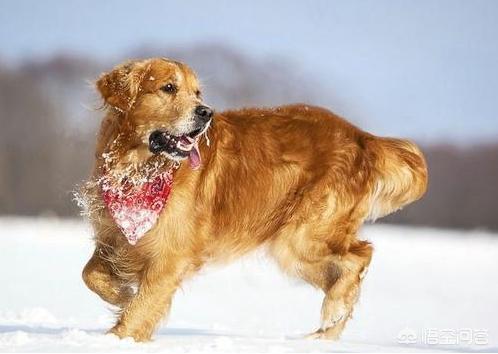 狗狗冬天有必要给喝温水吗，冬天可以怎么样给狗狗取暖
