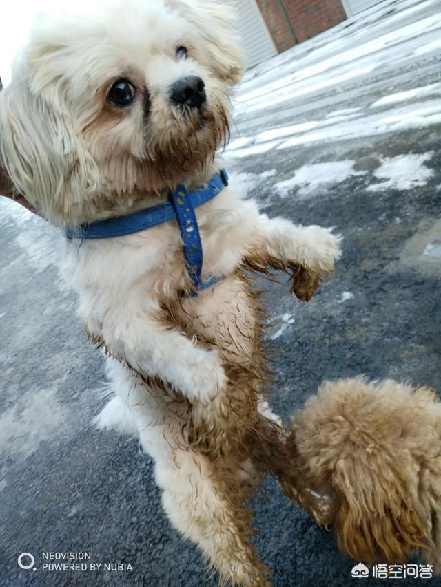 傻乎乎的圣伯纳德犬图片:狗狗的哪些行为，是代表它是来向你“讨债”的？