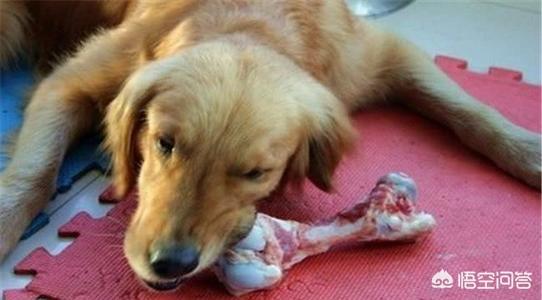 宠物中国 金毛论坛:金毛在饮食上有什么需要注意？