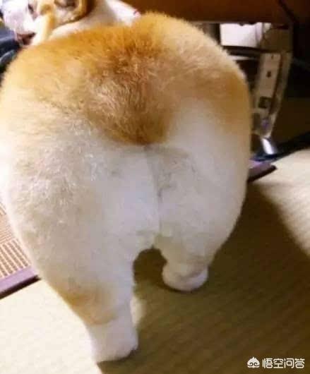 保定狗市的狗健康吗:泰迪犬有什么特征是表示它非常健康的呢？