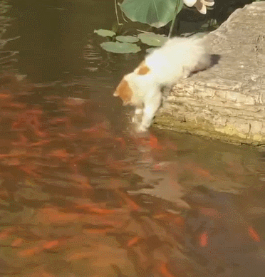小猫吃鱼儿童画图片:陆生的猫为什么会被认为喜欢吃水里的鱼？