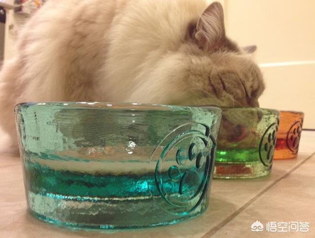 星秀猫<a href=https://maguai.com/personal/ target=_blank class=infotextkey><a href=https://maguai.com/group/ target=_blank class=infotextkey>微信群</a></a>:过年期间，可以让猫咪独自在家吗？