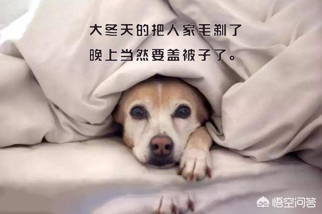 豆柴犬自己盖被子:狗狗睡觉要不要盖东西保暖？