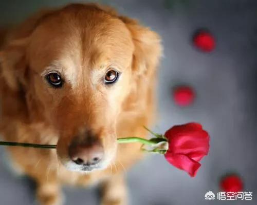 妈妈照顾小奶狗视频:从小养大的狗会不会把主人当成自己的妈妈？ 狗妈妈不照顾小狗怎么办