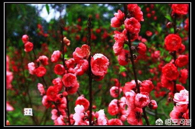 为什么有人会年年春节买桃花过年？