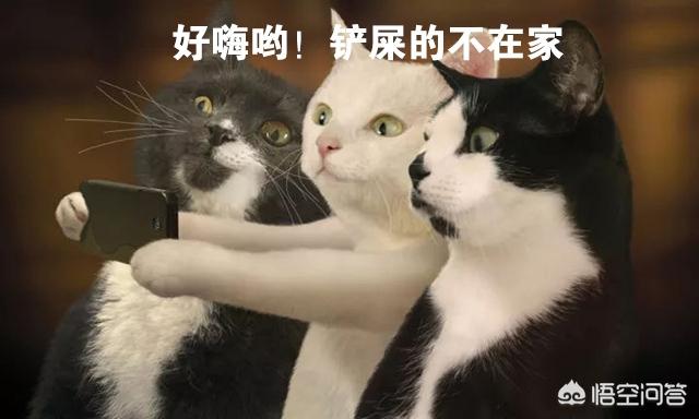 宠物问答:对于大家每天提的宠物问题，我们如何判断问题的含金量？