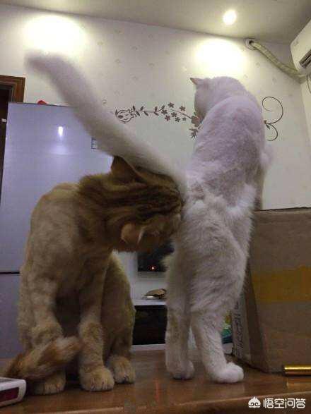 发情:猫咪发情需要什么条件？有无规律可无寻？