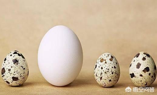鹌鹑蛋壮阳吗，常吃鹌鹑蛋对身体有哪些好处