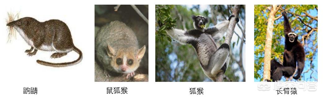 鼠狐猴:恐龙灭绝时，人类是什么样的？