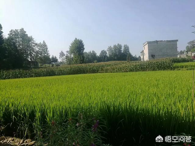 郑水晶:如何正确的选择优质高产的水稻品种？
