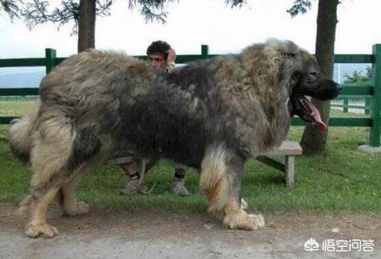 比特犬图片:三只比特犬多久可以咬死一只苏门答腊虎？为什么？ 比特犬图片价格