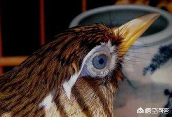 贵州最好的画眉鸟图片大全:为什么有人说画眉鸟当中的“烂头屠夫”宁可撞笼，也不落性？