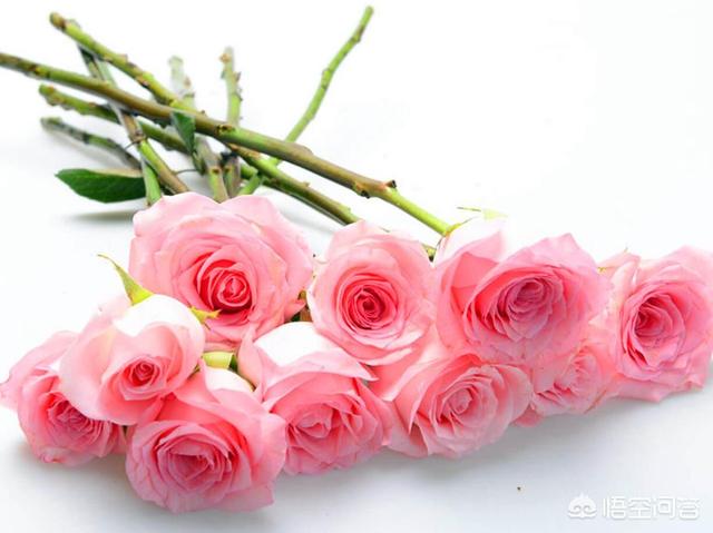 买的新鲜玫瑰花如何保鲜:如何让鲜切花玫瑰存活时间变长？